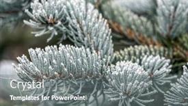  Presentation with korean - Presentation enhanced with closeup-of-icy-korean-fir background and a gray colored foreground