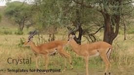  Presentation with safari - Slide set featuring closeup-of-impala-aepyceros-melampus background and a coral colored foreground