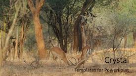  Presentation with scientific officer - Amazing presentation theme having closeup of impala fighting scientific backdrop and a coral colored foreground