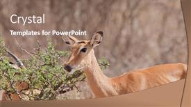  Presentation with scientific - Amazing theme having closeup of impala scientific name aepyceros melampus or swala pala in swaheli in the serengeti tarangire lake manyara ngorogoro national park tanzania backdrop and a coral colored foreground