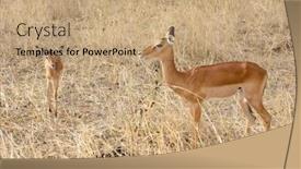  Presentation with scientific - PPT layouts consisting of closeup of impala scientific name aepyceros melampus or swala pala in swaheli in thetarangire national park tanzania background and a coral colored foreground