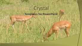  Presentation with scientific - Beautiful presentation design featuring closeup of impala scientific name aepyceros melampus or swala pala in swaheli image taken on safari located in the tarangire national park tanzania backdrop and a yellow colored foreground