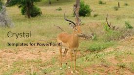  Presentation with scientific - Presentation design consisting of closeup-of-impala-scientific-name background and a yellow colored foreground