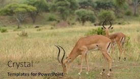  Presentation with safari - Cool new theme with closeup of impala scientific name aepyceros melampus or swala pala in swaheli image taken on safari located in the tarangire national park tanzania backdrop and a coral colored foreground