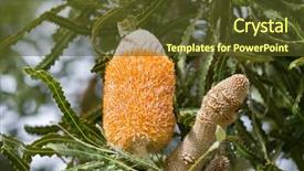  Presentation with color orange - Presentation theme having closeup of inflorescence of banksia background and a  colored foreground