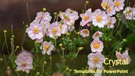  Presentation with japanese flowers - Presentation design having closeup of japanese anemone windflower background and a tawny brown colored foreground