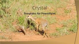  Presentation with scientific 3d rendering - Cool new theme with closeup-of-kirk-s-dik backdrop and a yellow colored foreground