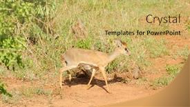  Presentation with name - PPT layouts enhanced with closeup-of-kirk-s-dik background and a yellow colored foreground