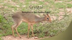  Presentation with landscapes of savanna serengeti tanzania - PPT theme featuring closeup-of-kirk-s-dik background and a mint green colored foreground