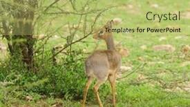  Presentation with national - PPT theme having closeup-of-kirk-s-dik background and a yellow colored foreground