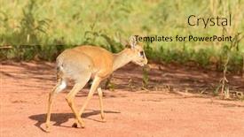  Presentation with tanzania power - PPT theme featuring closeup-of-kirk-s-dik background and a yellow colored foreground
