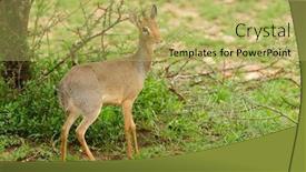  Presentation with landscapes of savanna serengeti tanzania - Amazing PPT theme having closeup-of-kirk-s-dik backdrop and a yellow colored foreground