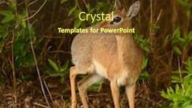  Presentation with national - Slide deck featuring closeup-of-kirk-s-dik background and a tawny brown colored foreground