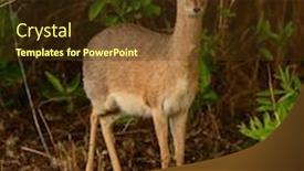  Presentation with shenandoah national park big meadows - Cool new theme with closeup-of-kirk-s-dik backdrop and a tawny brown colored foreground