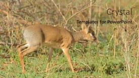  Presentation with scientific - PPT theme with closeup-of-kirk-s-dik background and a coral colored foreground