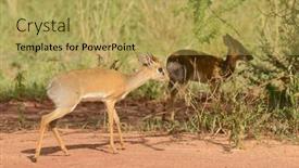  Presentation with tanzania power - Slides having closeup-of-kirk-s-dik background and a yellow colored foreground