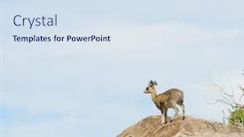  Presentation with national - Amazing slide deck having closeup-of-klipspringer-oreotragus-oreotragus backdrop and a sky blue colored foreground