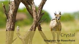  Presentation with national - Slide set featuring closeup-of-klipspringer-oreotragus-oreotragus background and a yellow colored foreground