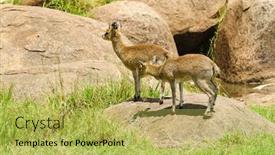  Presentation with name - Presentation featuring closeup-of-klipspringer-scientific-name background and a yellow colored foreground