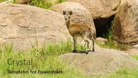  Presentation with name - Cool new presentation design with closeup-of-klipspringer-scientific-name backdrop and a yellow colored foreground