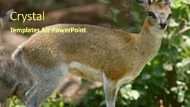  Presentation with scientific officer - Cool new slides with closeup-of-klipspringer-scientific-name backdrop and a tawny brown colored foreground