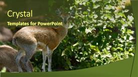  Presentation with scientific - Audience pleasing slide deck consisting of closeup-of-klipspringer-scientific-name backdrop and a tawny brown colored foreground