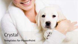  Presentation with woman hands raised to sky - Presentation design with closeup of labrador puppy on the hands of woman in white sweater on white background background and a soft green colored foreground