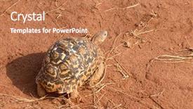  Presentation with tortoise - Theme consisting of closeup of leopard tortoise scientific background and a coral colored foreground