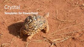  Presentation with tortoise - Colorful presentation theme enhanced with closeup-of-leopard-tortoise-scientific backdrop and a coral colored foreground