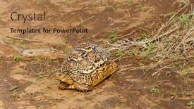  Presentation with tortoise - Audience pleasing PPT theme consisting of closeup-of-leopard-tortoise-scientific backdrop and a coral colored foreground