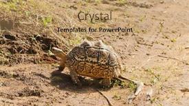  Presentation with tortoise - Beautiful theme featuring closeup-of-leopard-tortoise-scientific backdrop and a coral colored foreground