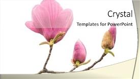  Presentation with magnolia - Slide set with closeup of magnolia tree blossom background and a white colored foreground