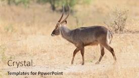  Presentation with scientific - PPT theme consisting of kutu - closeup of male waterbuck scientific background and a lemonade colored foreground
