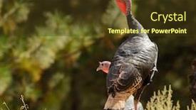  Presentation with turkey - Presentation design having closeup-of-male-wild-turkey background and a tawny brown colored foreground