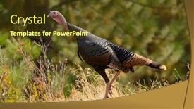  Presentation with turkey - Cool new presentation design with closeup-of-male-wild-turkey backdrop and a tawny brown colored foreground