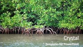  Presentation with mangrove - Audience pleasing slides consisting of closeup of mangrove roots backdrop and a gray colored foreground