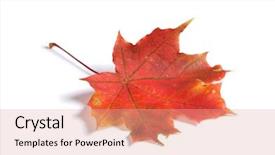  Presentation with maple leaf - Slides with closeup of maple autumn leaf background and a coral colored foreground