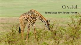  Presentation with landscapes of savanna serengeti tanzania - Slide set enhanced with closeup-of-masai-giraffe-giraffa background and a mint green colored foreground