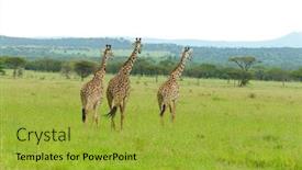  Presentation with safari - Presentation enhanced with closeup-of-masai-giraffe-giraffa background and a yellow colored foreground