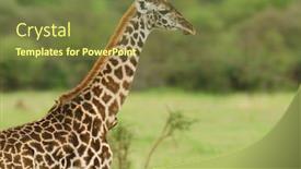  Presentation with national - PPT theme featuring closeup-of-masai-giraffe-giraffa background and a tawny brown colored foreground