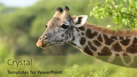  Presentation with safari - PPT layouts with closeup-of-masai-giraffe-giraffa background and a gold colored foreground