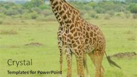  Presentation with safari - PPT layouts having closeup-of-masai-giraffe-giraffa background and a yellow colored foreground