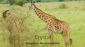  Presentation with safari - Audience pleasing slide deck consisting of closeup-of-masai-giraffe-giraffa backdrop and a yellow colored foreground