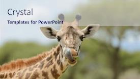  Presentation with safari - Theme featuring closeup-of-masai-giraffe-giraffa and a sky blue colored foreground