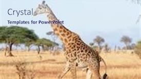  Presentation with scientific - Beautiful PPT theme featuring closeup-of-masai-giraffe-scientific backdrop and a sky blue colored foreground