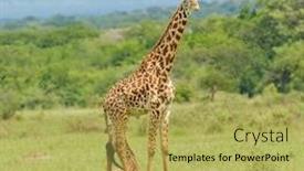  Presentation with close up of young girls - PPT layouts featuring closeup-of-masai-giraffe background and a yellow colored foreground
