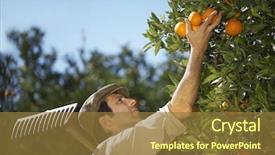  Presentation with shellfish farm - Amazing slide set having closeup of middle age farmer backdrop and a tawny brown colored foreground