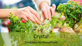  Presentation with art - Slide deck having closeup of mini garden background and a gold colored foreground