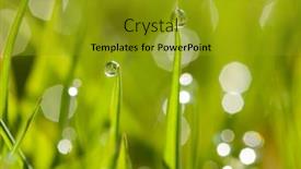  Presentation with green morning - Cool new slide set with closeup of morning dew drops on the green grass backdrop and a gold colored foreground