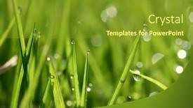  Presentation with green morning - Audience pleasing presentation consisting of idioms - closeup of morning dew drops backdrop and a gold colored foreground